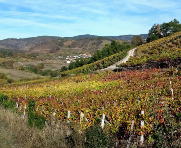 PR-G 213 - LONG LOOP. Vineyards and panoramic views of the Ribeira Sacra