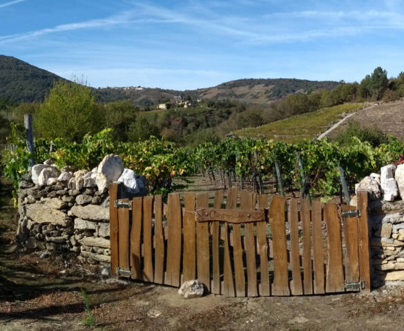 PR-G 213 - LONG LOOP. Vineyards in front of the Monastery of San Paio de Abeleda