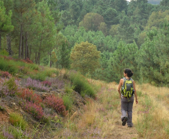 PR-G 237 - Una senderista recorre el camino por el pinar del paraje de A Ruxidoira, cerca de Castro Caldelas