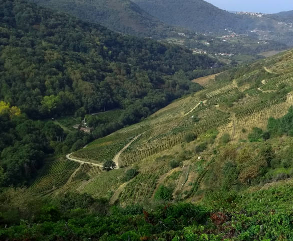 PR-G 237 - Valle del río Edo (Castro Caldelas, Ourense), con sus bosques en las laderas de umbría y viñedos en las de solana, a finales del verano